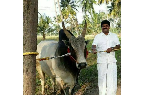 ஜல்லிக்கட்டு போட்டி: மாஜி அமைச்சர் விஜயபாஸ்கரின் காளைக்கு படுகாயம்… கால்நடை மருத்துவமனையில் அனுமதி….!!!