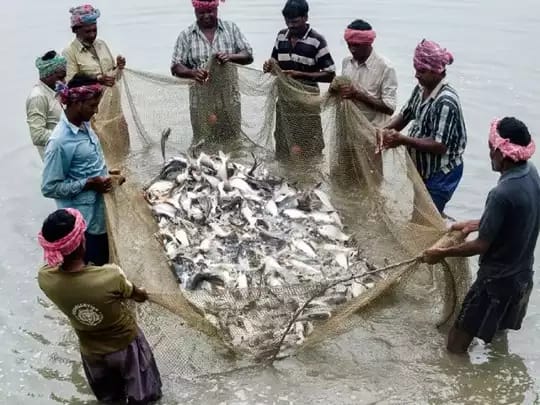 “அதிகரிக்கும் மீன் உற்பத்தி”…. இந்தியா புதிய சாதனை படைத்து அசத்தல்…. மத்திய அரசு தகவல்….!!!!