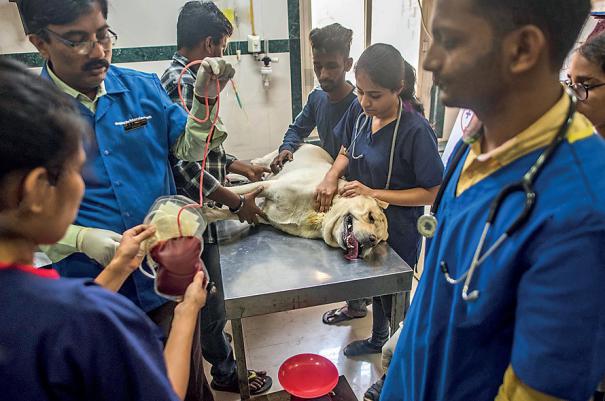 கால்நடை மருத்துவ படிப்புக்கு இன்று(ஜூன் 12) முதல் விண்ணப்பிக்கலாம்… வெளியான அறிவிப்பு…!!!