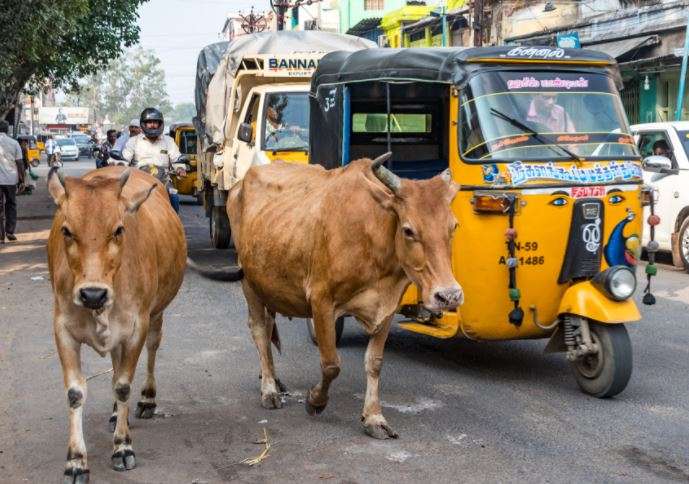 என்னடா இது தண்டனை..! தெருவில் மாடுகள் திரிந்தால்…. 5 செருப்படி மற்றும் ரூ.500 அபராதம்..!!!