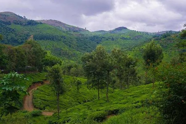 2 ஆண்டுகளில் 24 காப்புக்காடுகள்…. தமிழக அரசு அறிவிப்பு..!!