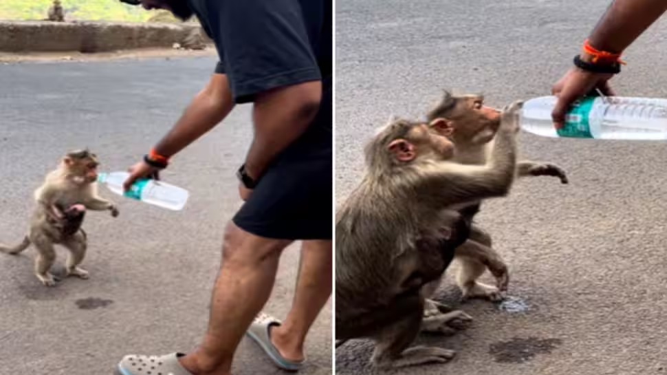 சாலையில் தவித்துக் கொண்டிருந்த குரங்குகள்… நபர் செய்த செயல்…. நெஞ்சை உருக வைக்கும் வீடியோ…!!!