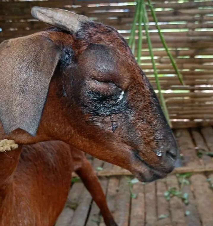 மீண்டும் வந்த சிறுத்தை…. 2 கன்று குட்டிகள், நாய் வேட்டை…. பீதியில் பொதுமக்கள்…!!