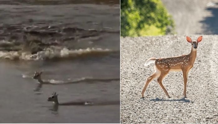 குட்டியை இரையாக்க வந்த முதலை…. பிள்ளையை காப்பாற்ற போராடி உயிர்த்தியாகம் செய்த தாய் மான்…. நெகிழ்ச்சி வீடியோ…!!