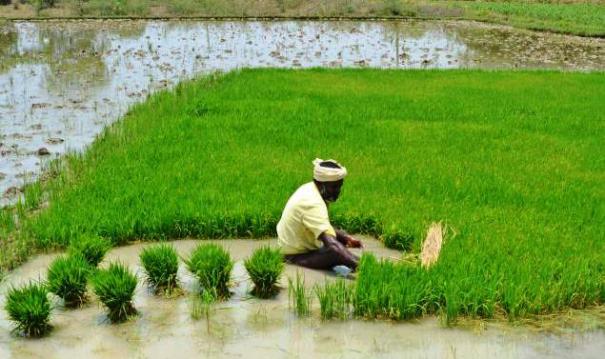 விவசாயிகளுக்கு பயிர் கடன் தள்ளுபடி… இன்று முதல் அமல்… முதல்வர் வெளியிட்ட சூப்பர் அறிவிப்பு….!!!