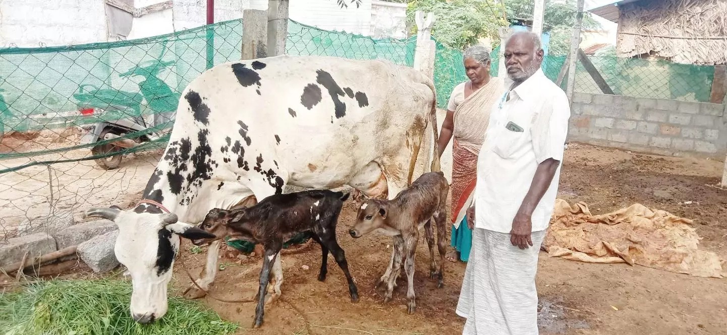 ஒரே நேரத்தில் 2 கன்றுகளை ஈன்ற பசு…. ஆச்சரியத்துடன் பார்த்து சென்ற பொதுமக்கள்…!!