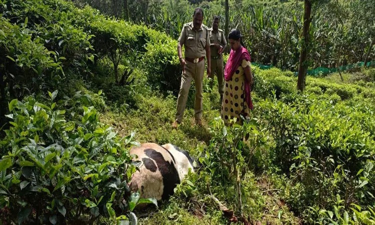 மாட்டை அடித்து கொன்ற புலி…. வனத்துறையினரின் தீவிர கண்காணிப்பு…. பீதியில் பொதுமக்கள்…!!