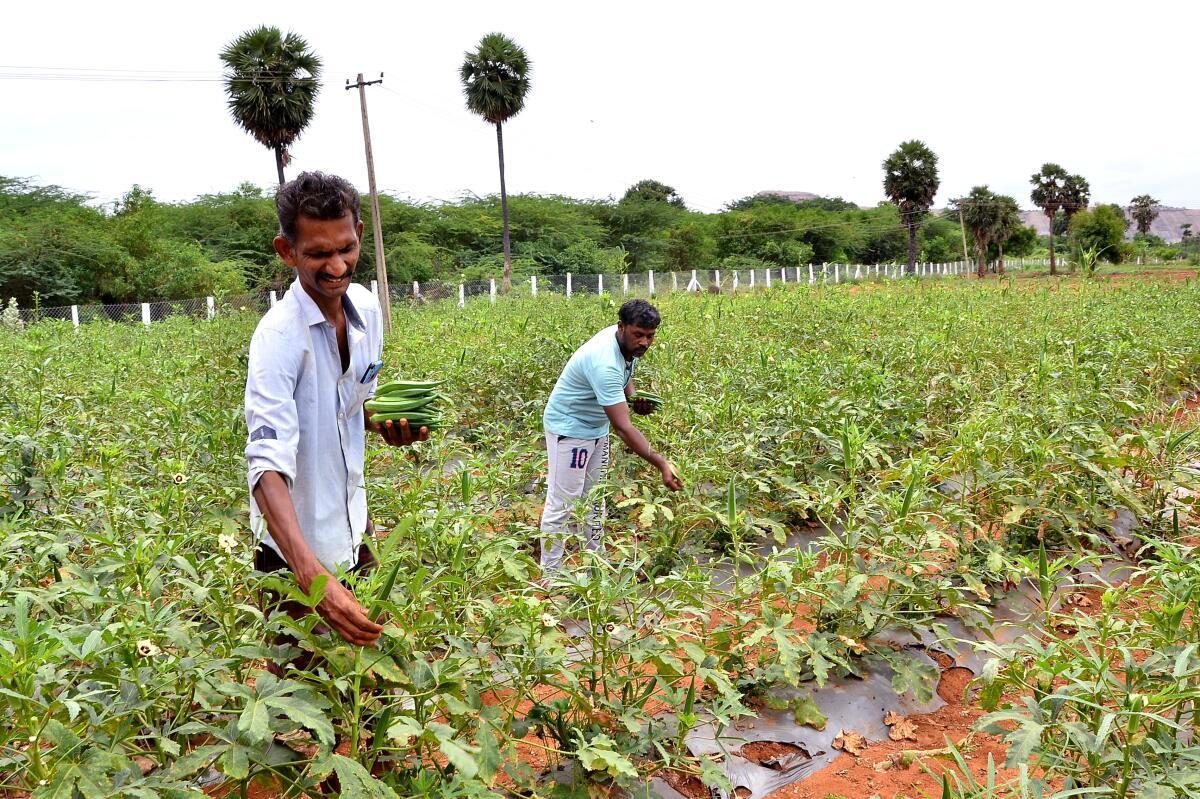 தமிழகத்தில் சிறந்த விவசாயிகளுக்கு விருதுடன் பரிசு…. 2 நாள் மட்டுமே டைம்…. உடனே விண்ணப்பிக்கவும்…!!