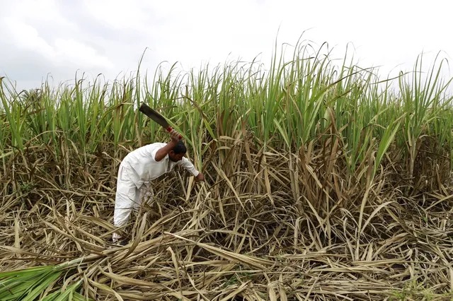 தமிழகத்தில் கரும்பு விவசாயிகளுக்கு ரூ.3 லட்சம் கடன்…. மாவட்ட ஆட்சியர் உறுதி…!!!