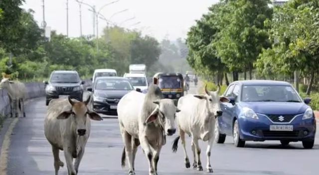 மாடுகள் பிடிபட்டால் இனி ரூ.10,000 வரை அபராதம்…. சென்னை மாநகராட்சி அதிரடி உத்தரவு….!!!