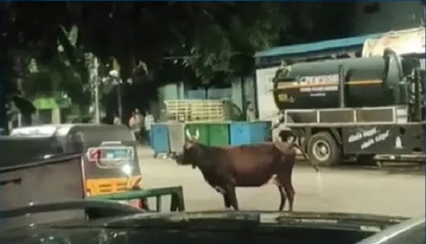 மாடு முட்டிய விவகாரம்: மாட்டின் உரிமையாளர் மீது வழக்குப்பதிவு…!!