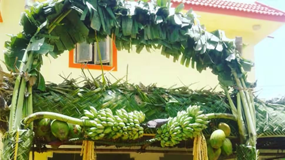 திருவிழா முதல் திருமண நிகழ்வு வரை வாழைமரம் ஏன் கட்டப்படுகிறது தெரியுமா?… வியக்க வைக்கும் அறிவியல் காரணம்….!!!