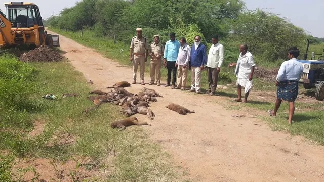 உச்சக்கட்ட கொடூரம்…. 34-க்கும் மேற்பட்ட குரங்குகள் விஷம் வைத்து கொலை…. பரபரப்பு சம்பவம்….!!!