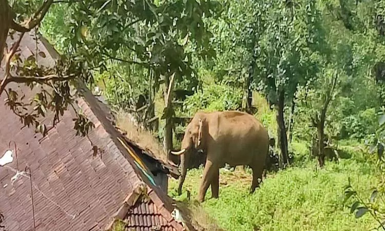 வீட்டு சுவரை உடைத்து தண்ணீர் குடித்த காட்டு யானை…. பீதியில் தொழிலாளர்கள்…. எச்சரித்த வனத்துறையினர்…!!