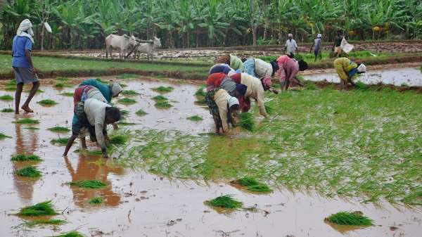 மதுரை மாவட்ட விவசாயிகளுக்கு நாளை காலை 11 மணிக்கு…. ஆட்சியர் முக்கிய அறிவிப்பு…..!!!!