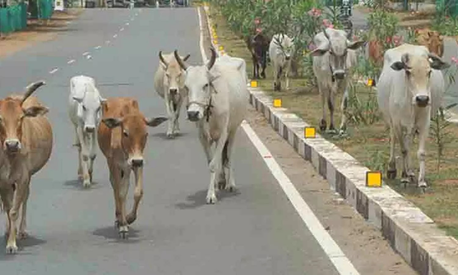 மாடுகள் சாலைகளில் திரிந்தால் உரிமையாளர்களுக்கு ரூ.5000 அபராதம்…. எச்சரித்த அதிகாரிகள்…!!