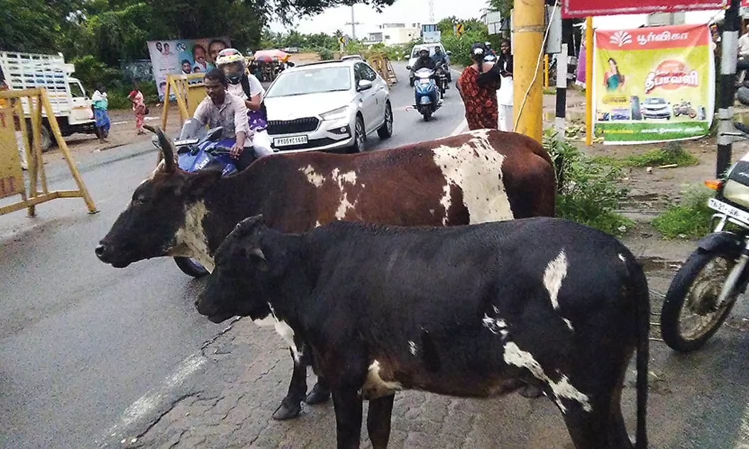 சாலையில் சுற்றி திரியும் கால்நடைகள்…. அவதிப்படும் சுற்றுலா பயணிகள்… அதிகாரிகளுக்கு விடுத்த கோரிக்கை…!!