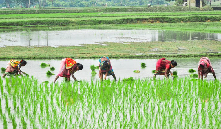 தமிழக விவசாயிகள் பயிர் காப்பீடு செய்ய கால அவகாசம் நீட்டிப்பு…. அரசு அறிவிப்பு….!!!