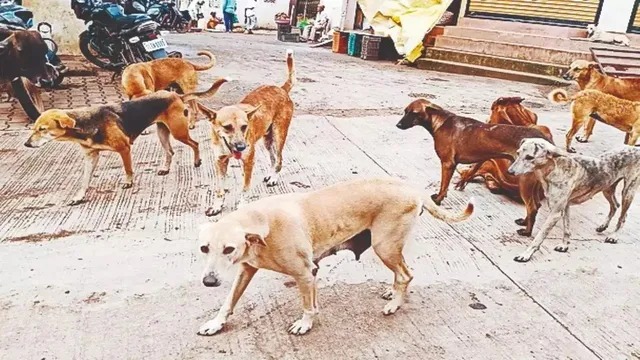 தெருநாய்கள் கடித்து 6 வயது சிறுவன் உயிரிழப்பு…. பெரும் சோக சம்பவம்…!!!