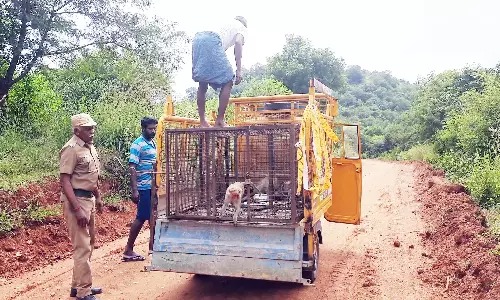 அட்டகாசம் செய்த குரங்குகள்…. பொதுமக்களுக்கு தொந்தரவு…. வனத்துறையினரின் நடவடிக்கை…!!