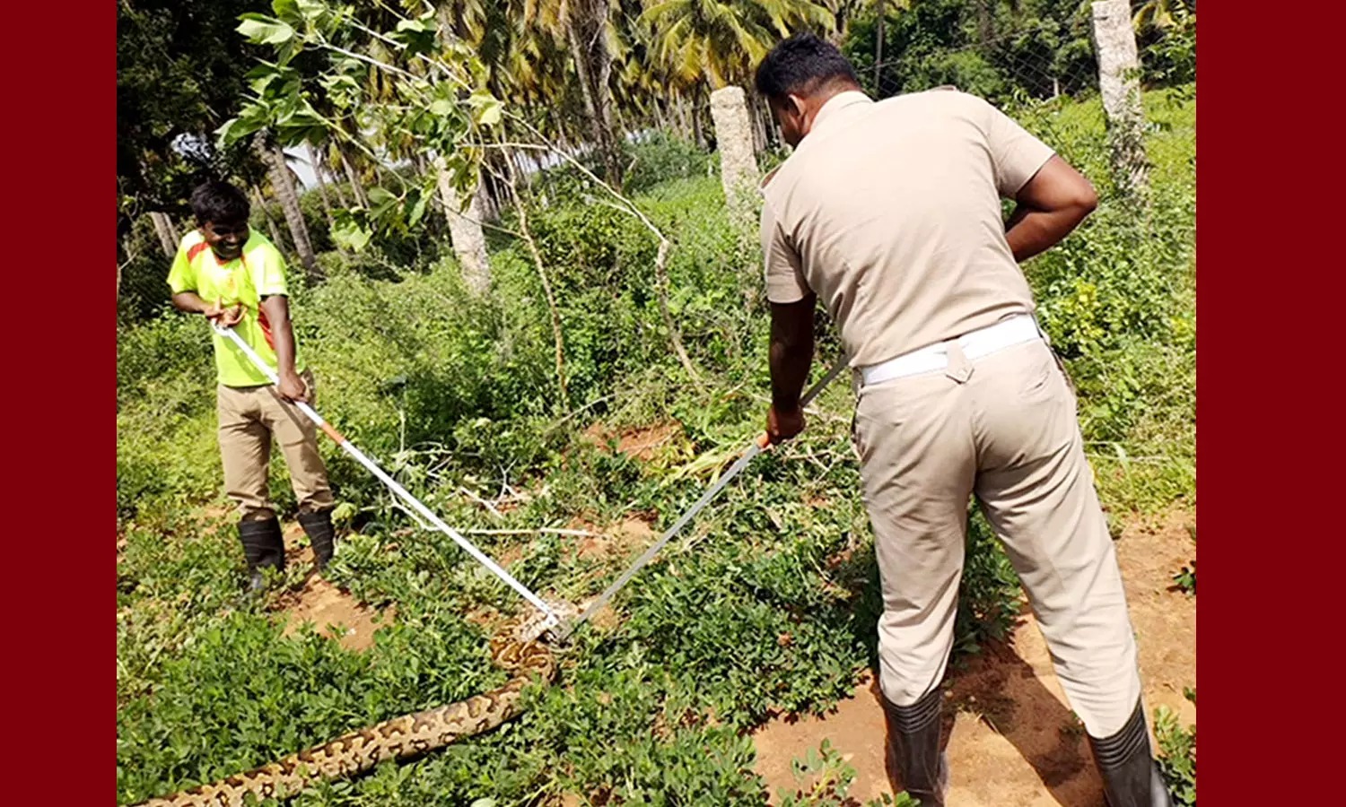 முட்புதரில் கிடந்த மலைப்பாம்பு…. அதிர்ச்சியடைந்த பொதுமக்கள்…. தீயணைப்பு வீரர்களின் நடவடிக்கை…!!