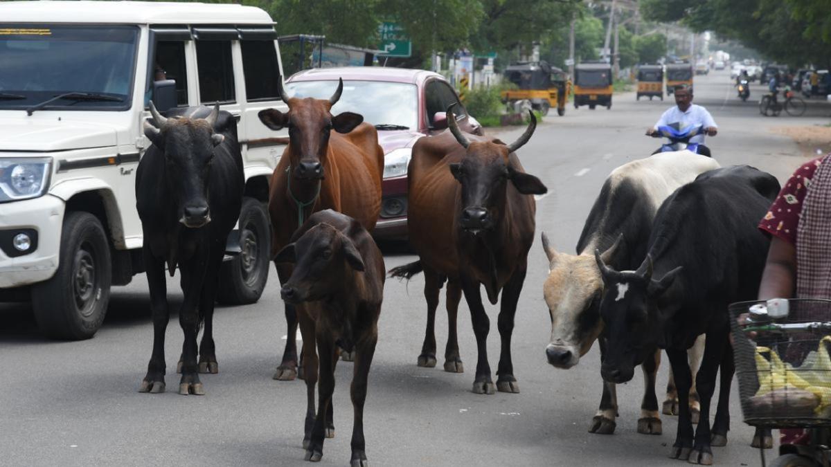 சாலையில் சுற்றி தெரியும் மாடுகள் சிறைக் கைதிகளுக்கு இலவசமாக வழங்கப்படும் – மேயர் அறிவிப்பு.!!