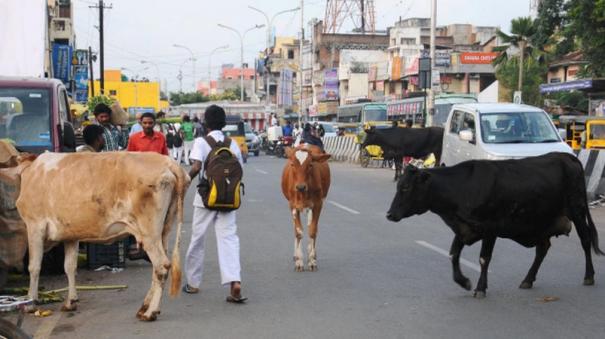 இனியாவது பிடிச்சு கட்டுங்க….. ரூ1,000 அபராதம்…. அதிரடி நடவடிக்கைக்கு பொதுமக்கள் பாராட்டு…!!