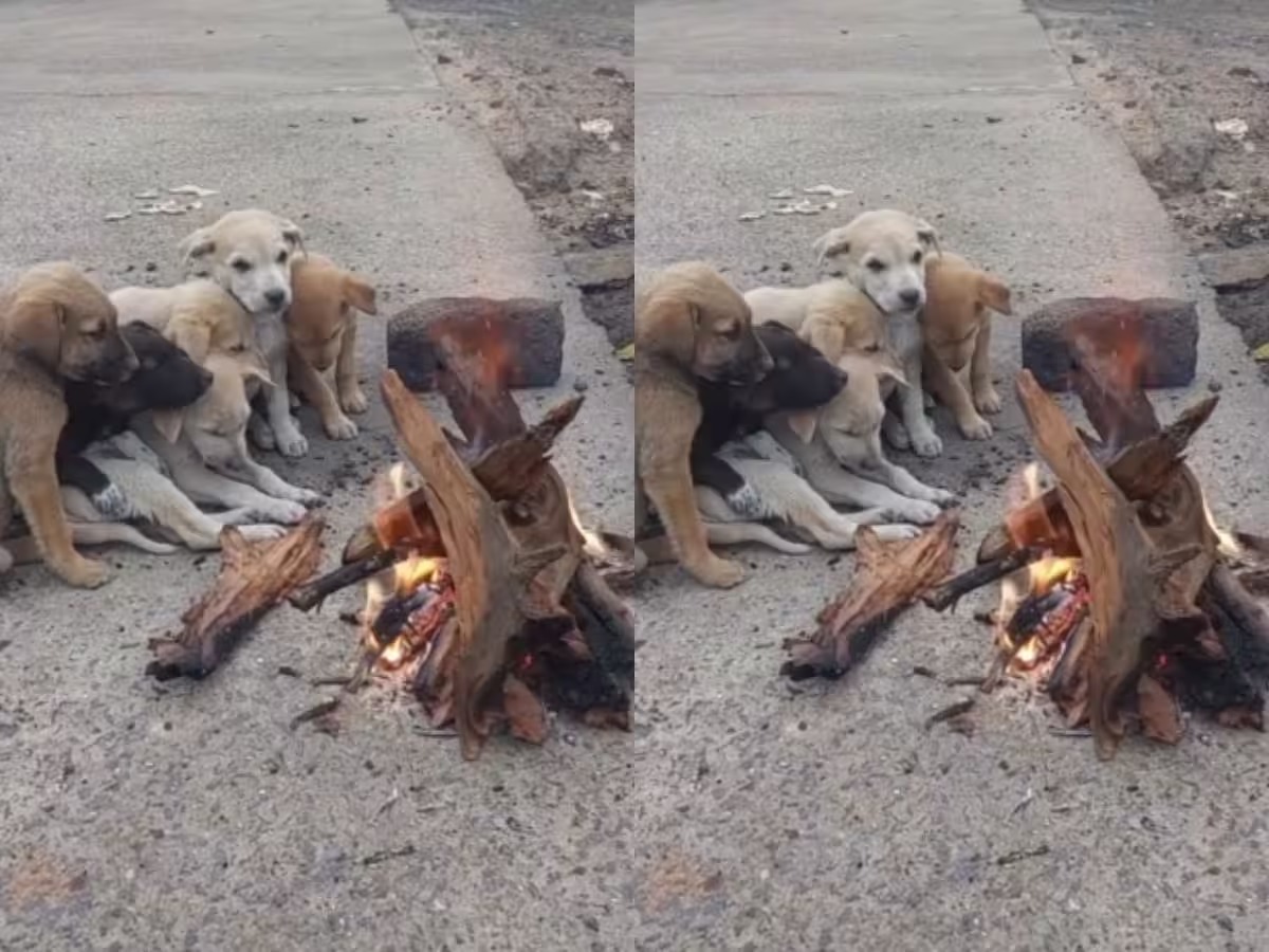 கடும் குளிரில் அழகாக குளிர் காயும் நாய் குட்டிகள்… வைரலாகும் அழகிய வீடியோ…!!!
