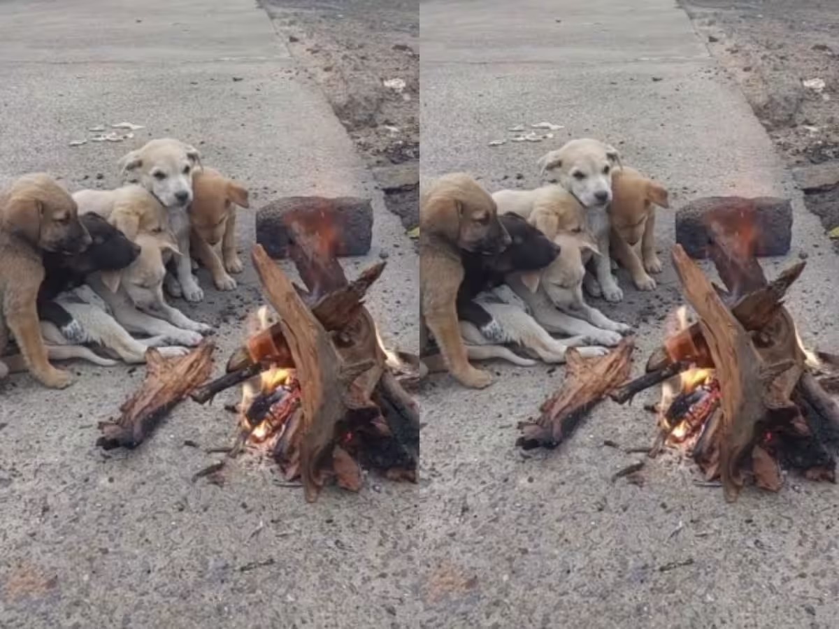 கடும் குளிரில் அழகாக குளிர் காயும் நாய் குட்டிகள்… வைரலாகும் அழகிய வீடியோ…!!!