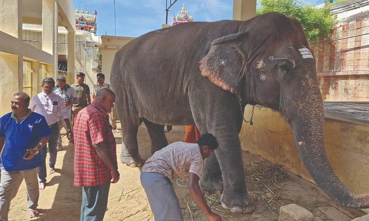 கோவில் யானைக்கு மருத்துவ பரிசோதனை…. ரத்த மாதிரி, செல்கள் சேகரிப்பு…. அதிகாரிகளின் ஆய்வு…!!