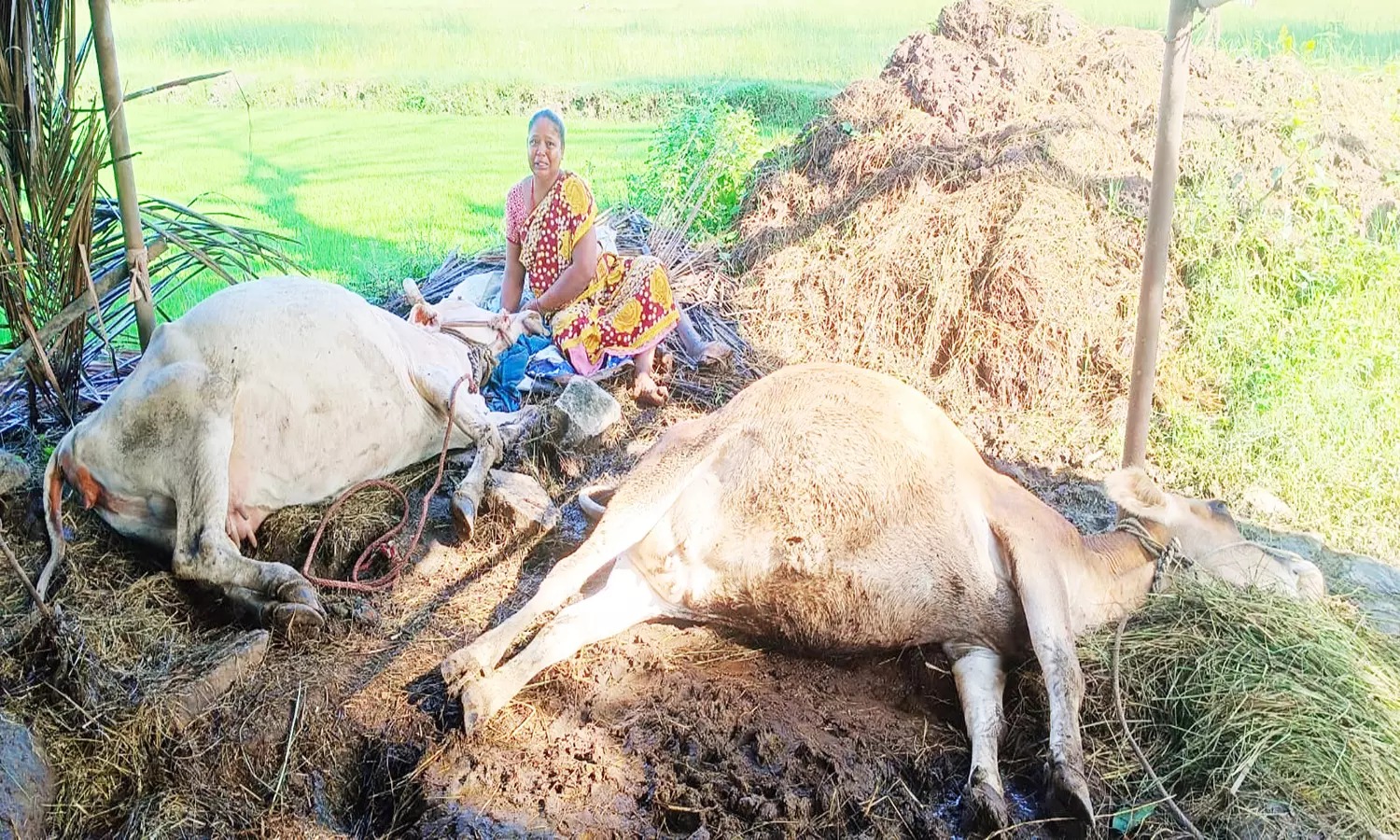 இடி, மின்னலுடன் கூடிய கனமழை…. பரிதாபமாக இறந்த மாடுகள்…. கதறி அழுத பெண்….!!