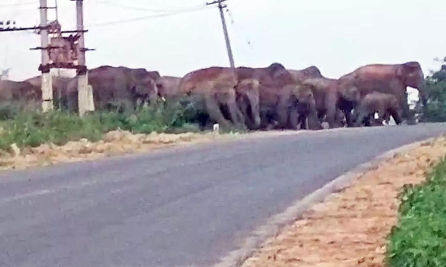 50-க்கும் மேற்பட்ட யானைகள்…. சானமாவு வனப்பகுதியில் தஞ்சம்…. விவசாயிகளின் கோரிக்கை…!!