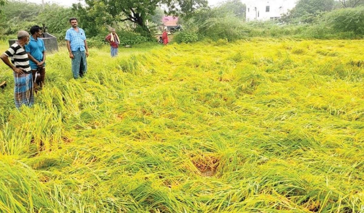 தொடர்ந்து பெய்யும் மழை…. பல ஏக்கர் நெற்பயிர்கள் நீரில் மூழ்கி நாசம்…. நஷ்டத்தில் விவசாயிகள்…!!