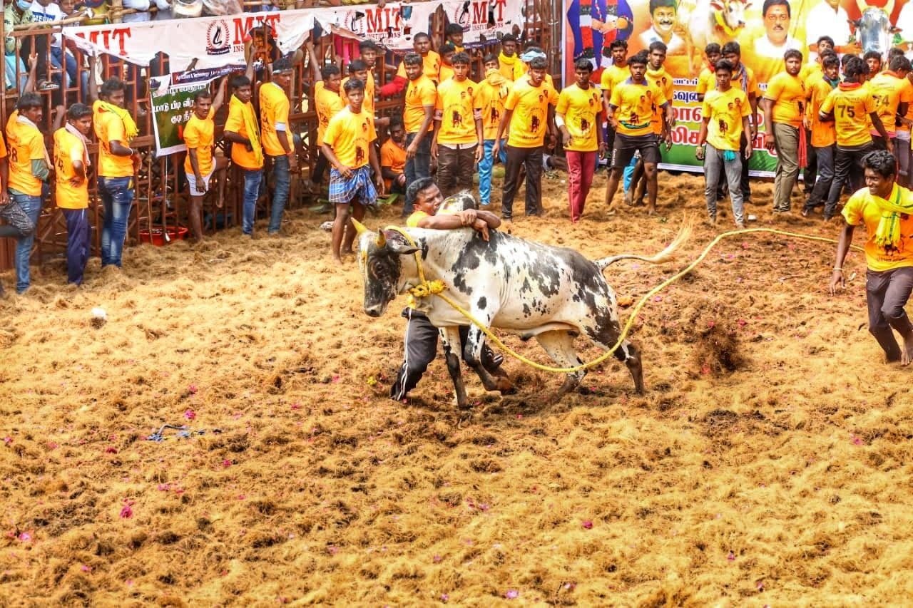 இந்த வருடம் ஜல்லிக்கட்டு போட்டி புதிய அரங்கத்திலா…? மாவட்ட ஆட்சியர் அதிரடி உத்தரவு…!!!