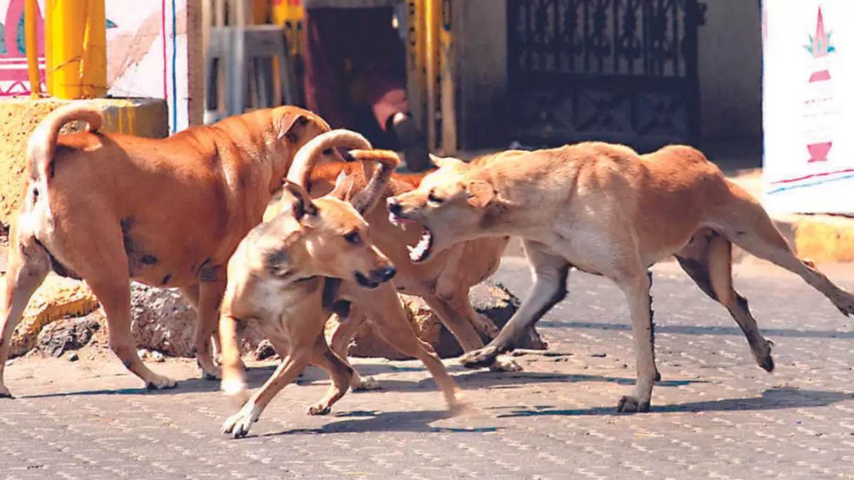 தெரு நாய் கடித்து நான்கு மாத குழந்தை பலி…. பெரும் சோக சம்பவம்…!!!