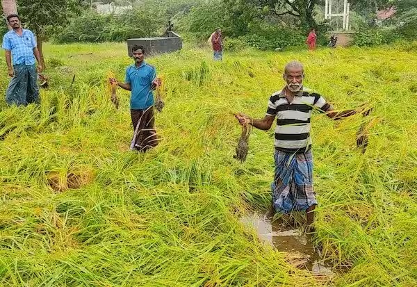 கனமழை பாதிப்பு…. தண்ணீரில் மூழ்கிய நெற்பயிர்கள்…. வேதனையில் விவசாயிகள்…!!