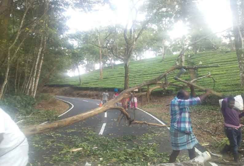 சாலையில் விழுந்த மரம்…. பாதிக்கப்பட்ட போக்குவரத்து…. தவிர்க்கப்பட்ட விபத்து…!!