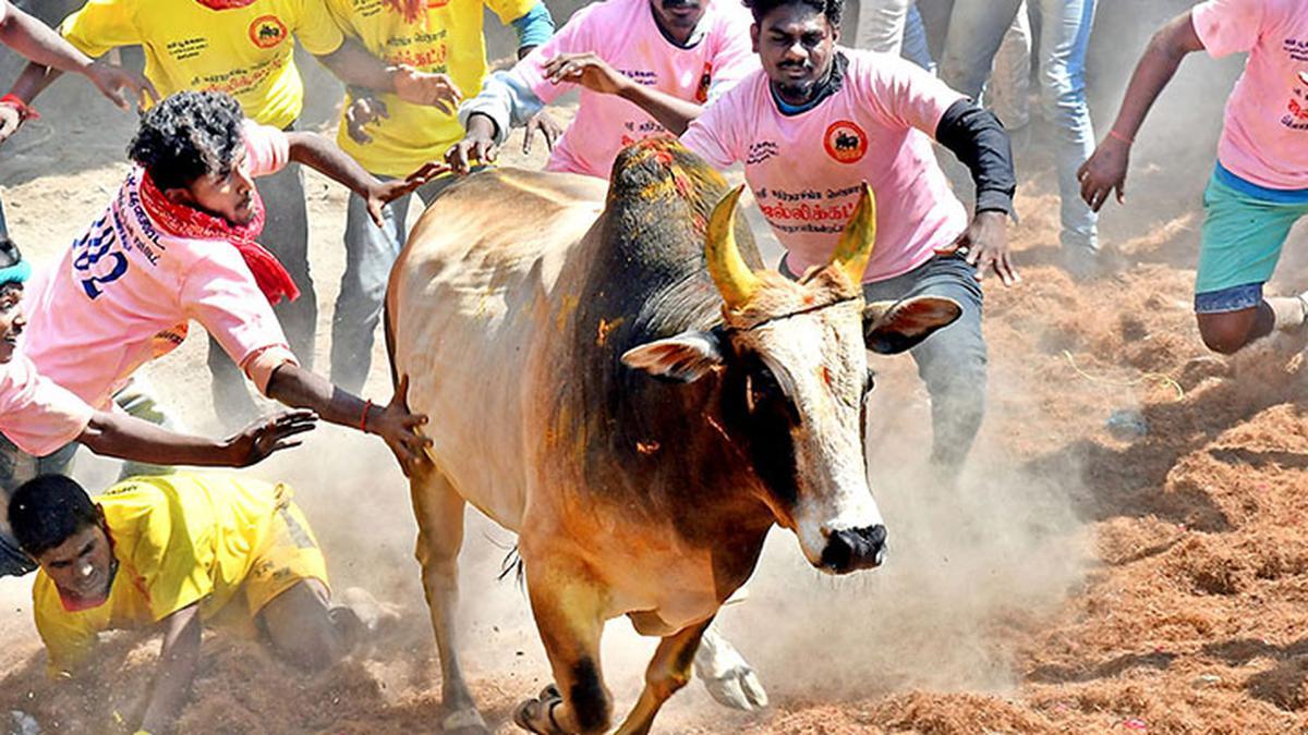 ‘ஜல்லிக்கட்டு’ பெயர் வந்தது எப்படி…? இதோ கட்டாயம் தெரிஞ்சிக்கோங்க…!!