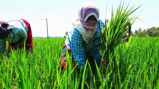 30 லட்சம் விவசாயிகளின் பயிர்க்கடன் தள்ளுபடி…. மாநில அரசின் திட்டத்தால் நிம்மதி…!!