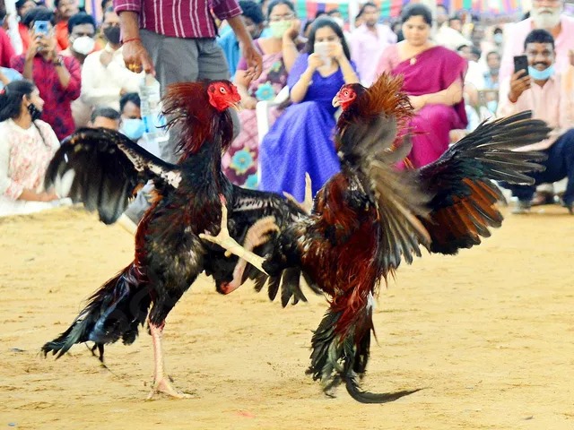 இறந்த சேவல்கள் ரூ.10,000 க்கு விற்பனை…. போட்டி போடும் மக்கள்…. என்ன காரணம் தெரியுமா…??