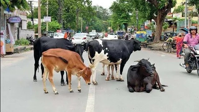 மாடுகள் வளர்ப்போருக்கு மாநகராட்சி எச்சரிக்கை… ரூ.5,000 அபராதம்… உஷார்…!!!