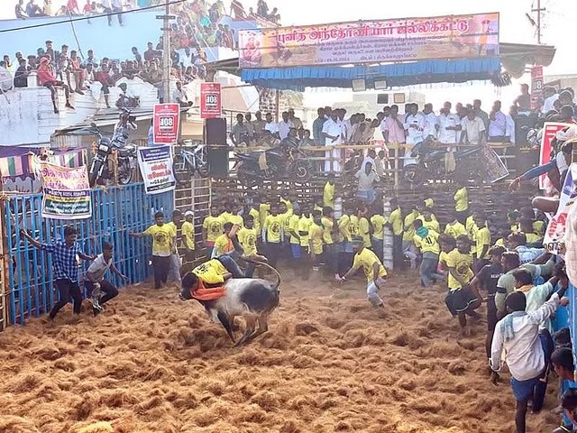 சீறிப்பாய்ந்த காளைகள்… மாடுகளை அடக்கிய வீரர்கள்…. சிறப்பாக நடைபெற்ற ஜல்லிக்கட்டு போட்டி…!!