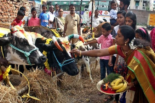 மாட்டு பொங்கல் கொண்டாட்டம்… அதன் முக்கியத்துவம் என்ன..? தெரிந்து கொள்ள வேண்டிய சில தகவல்கள்…!!