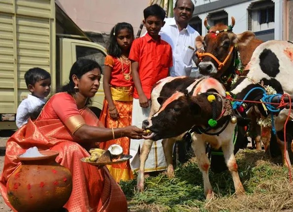 விவசாயிக்கு உறுதுணையாக இருக்கும் மாடுகள்…. பொங்கல் வைக்க நல்ல நேரம் இதுதானாம்..!!