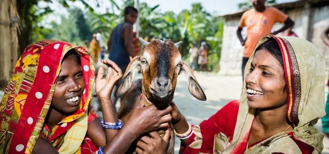 ஆடுகளால் மனிதர்களை புரிந்து கொள்ள முடியும்…. பல்கலைக்கழ ஆய்வில் கண்டுபிடிப்பு…!!!