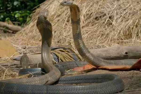 பாம்புகள் பழிவாங்குமா…? வியக்கவைக்கும் அறிவியல்பூர்வ உண்மை தகவல் இதோ…!!