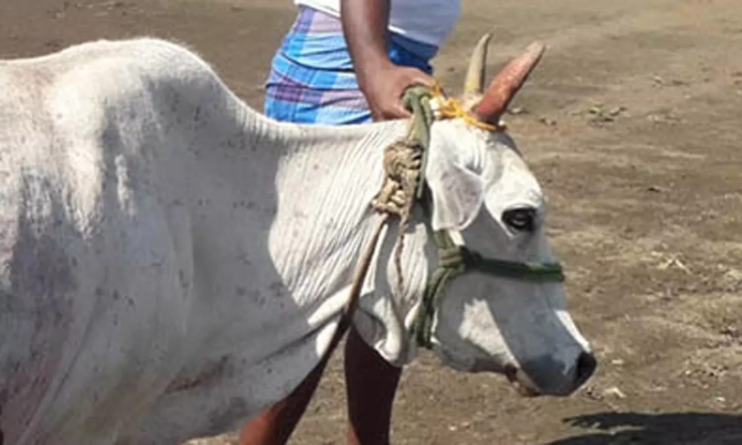 அடக்கடவுளே….! பசுமாட்டை கத்தியால் குத்தி கொன்ற கொடூரம்… அதிர்ச்சியில் உரிமையாளர்…. பரபரப்பு புகார்…!!!