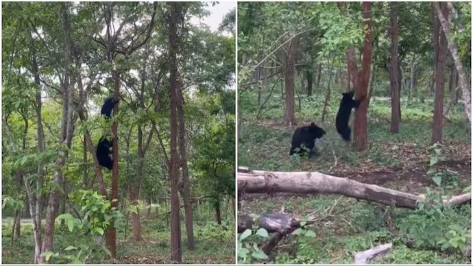 அப்போ சின்ன வயசுல கேட்ட கதை பொய்யா?… மரத்தின் உச்சி வரை ஏறும் கரடி…  வைரலாகும் வீடியோ…!!!