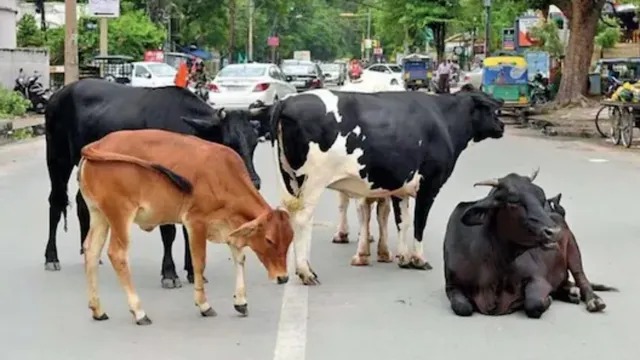 சாலைகளில் திரியும் மாடுகள் – நெல்லை மாநகராட்சி  எச்சரிக்கை அறிவிப்பு…!!!