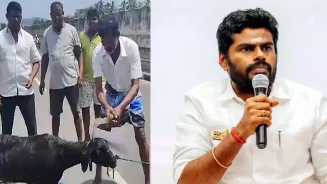 அப்பாவி ஆட்டை வெட்ட வேண்டாம்.. என் மீது கை வையுங்கள்…. அண்ணாமலை பளீச்…!!!